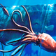 Illustration for article titled Squids evolved giant eyes to watch out for sperm whales